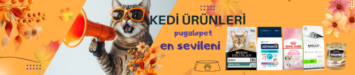 Kedi