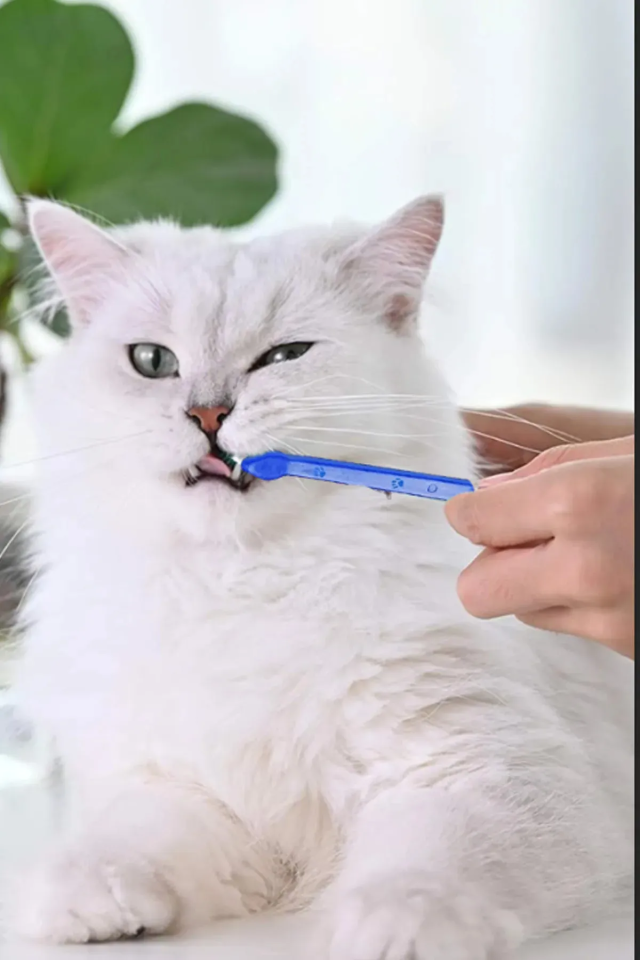 KEDİ DİŞ FIRÇASI 4'LÜ