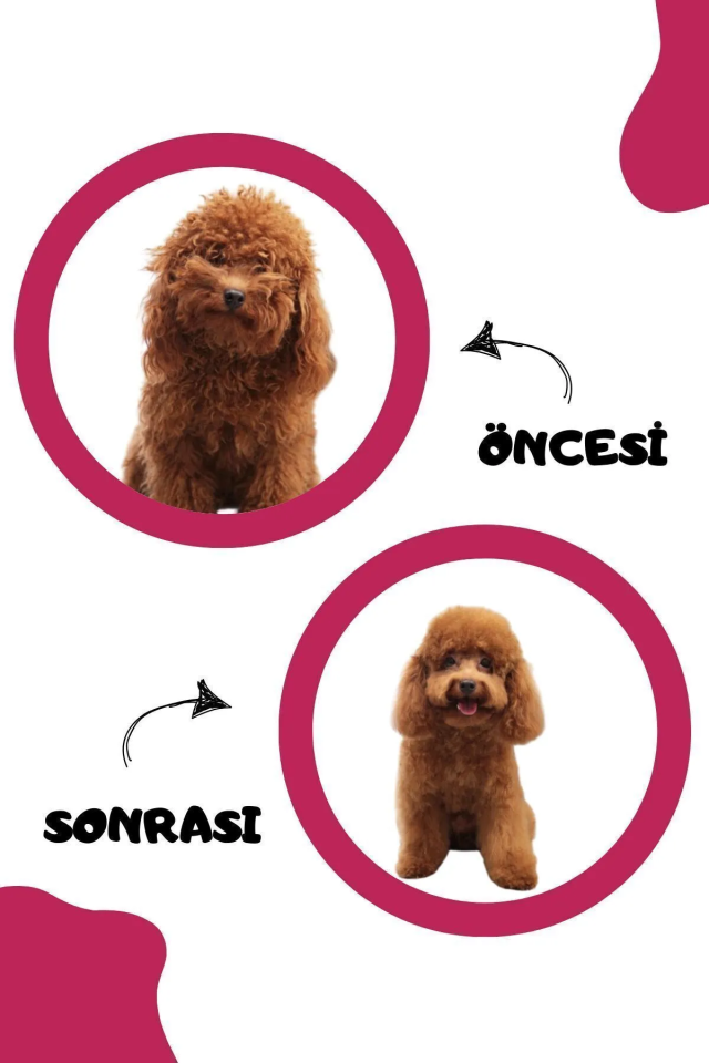 Pugalo Köpük Şampuan Kedi Tüy Dökülmesi Karşıtı Doğal Içerikli Pudralı Kuru Köpük Şampuan 250 ml