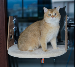 Pugalo Vantuzlu Kedi Cam Yatağı Şampanya