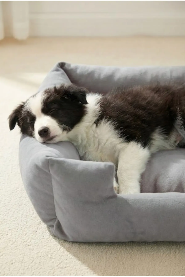 Pugalo Soho Ultra Yumuşak Kedi ve Köpek Yatağı Elyaf Dolgu Gri XXL